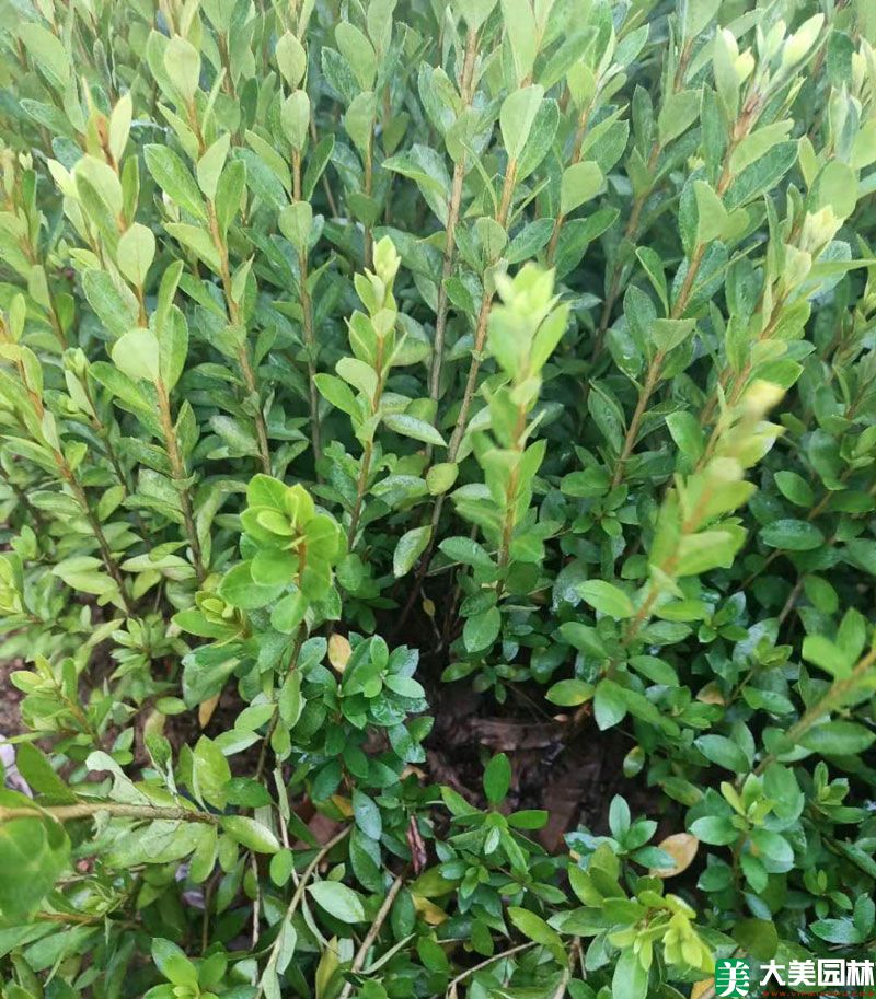夏鹃小苗