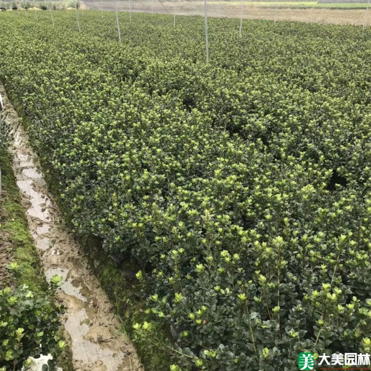 夏鹃小苗