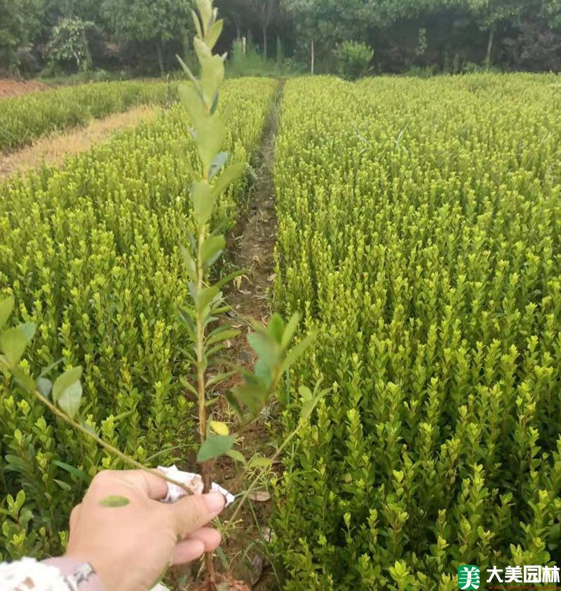 夏鹃小苗