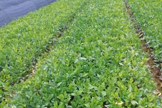 最新栀子花苗价格大概是多少？
