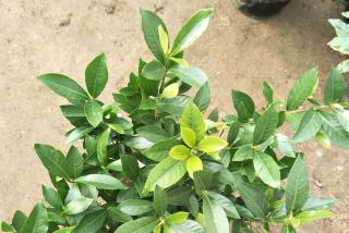 栀子花苗多少钱一棵