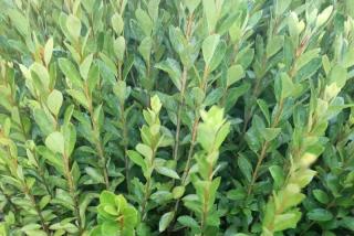 夏鹃小苗大概多少钱一棵