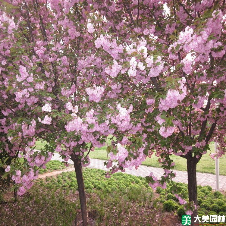 樱花树