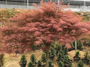 羽毛槭 - 羽毛槭
