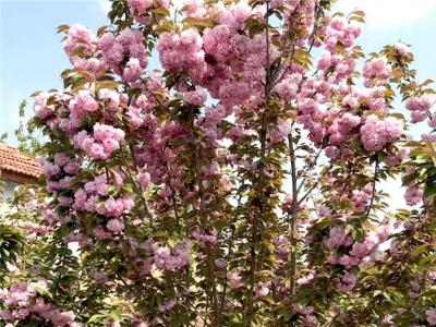 山樱花