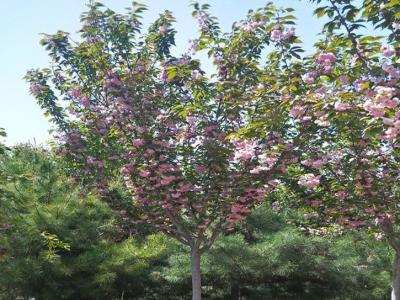 染井吉野樱花