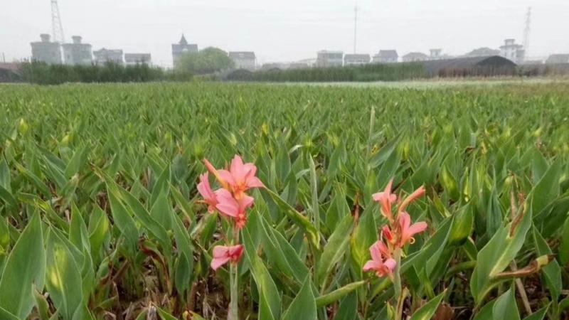 矮化美人蕉种根什么价格