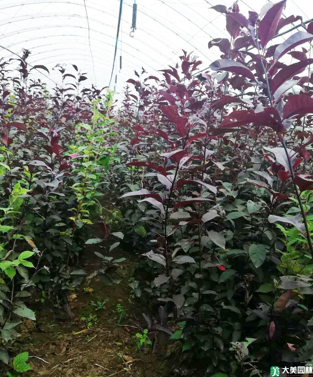 紫叶矮樱