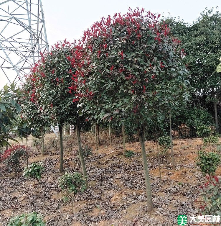 高杆红叶石楠