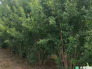 重瓣石榴 - 重瓣石榴