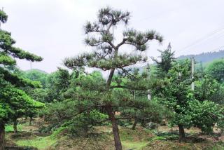 湖南哪里有苗圃基地