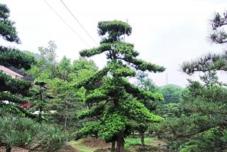 城市园林树木修剪造型办法