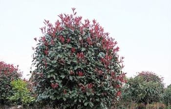 高杆红叶石楠什么价格