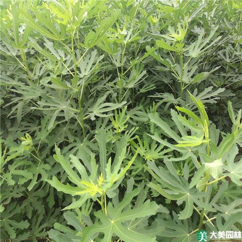 无花果树