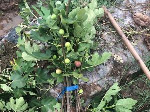 无花果树 - 无花果树