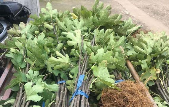 无花果树
