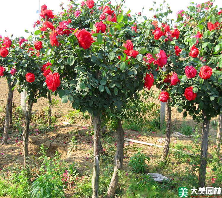 南阳月季