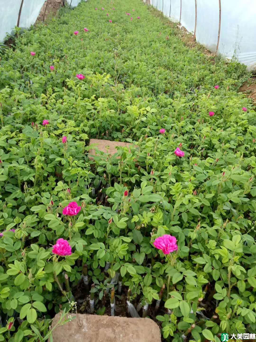 平阴玫瑰