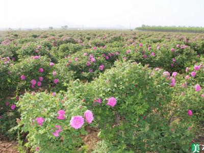 平阴玫瑰