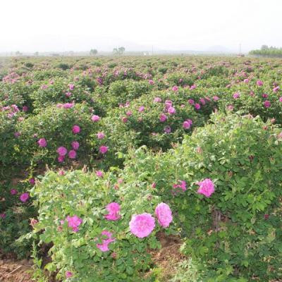 平阴玫瑰