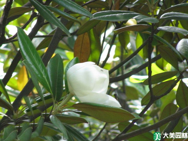 广玉兰
