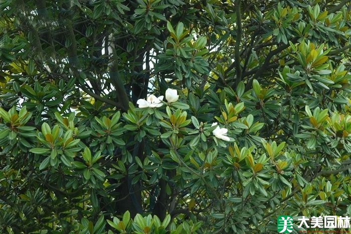 广玉兰