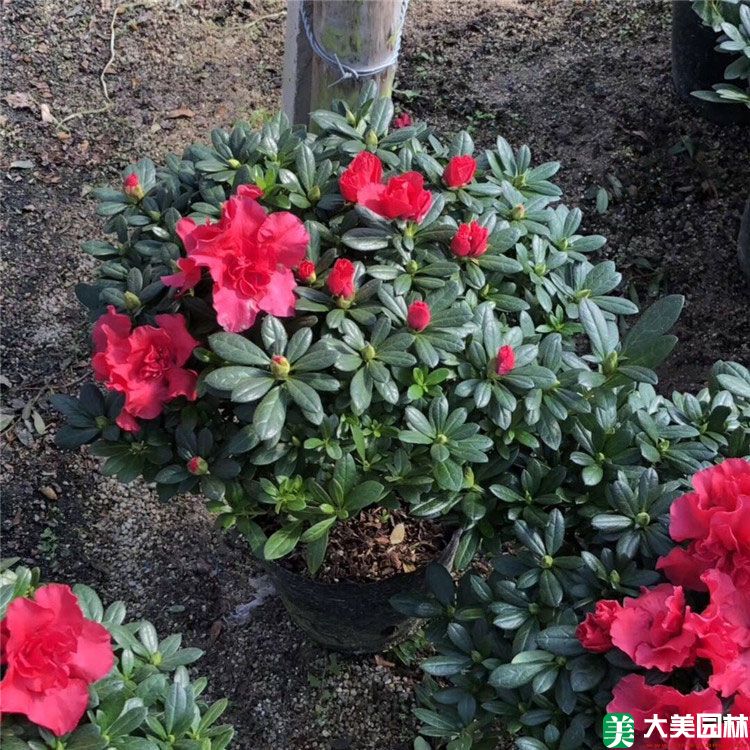 西洋鹃