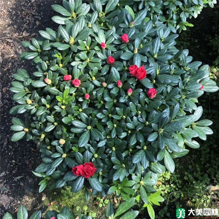 西洋鹃