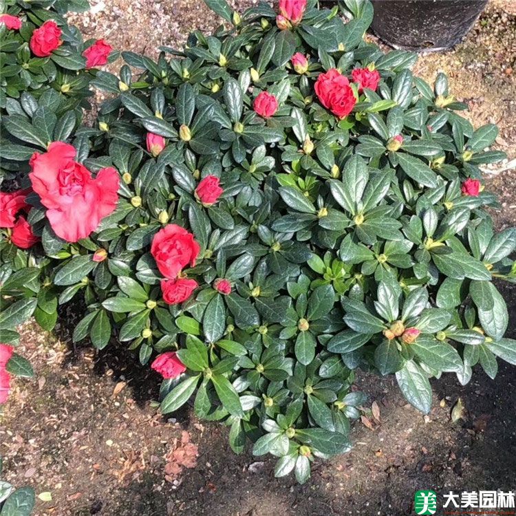 西洋鹃
