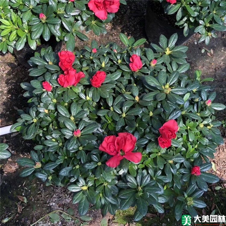 西洋鹃