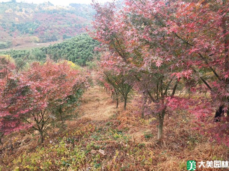 红枫