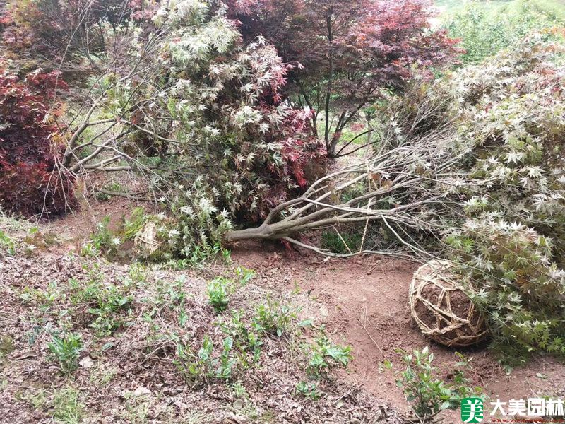 红枫