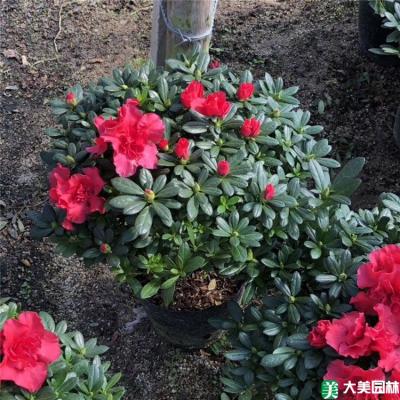 西洋鹃