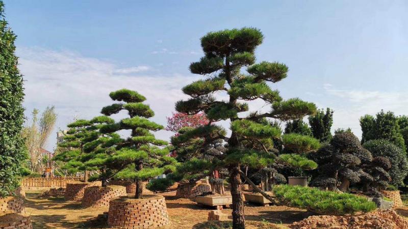 湖南柏加花木市场