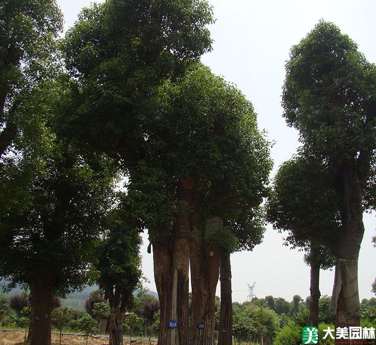 香樟树