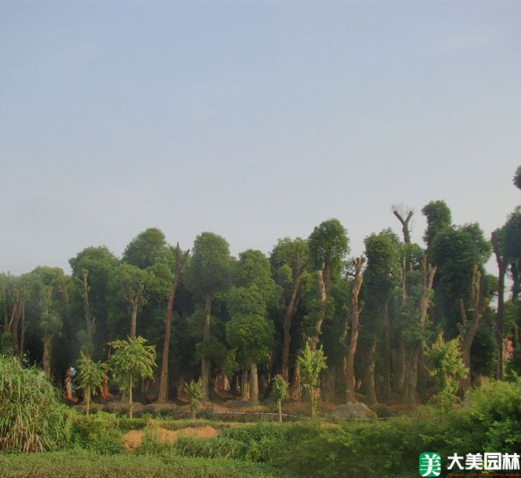 香樟树