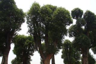香樟树苗什么价格