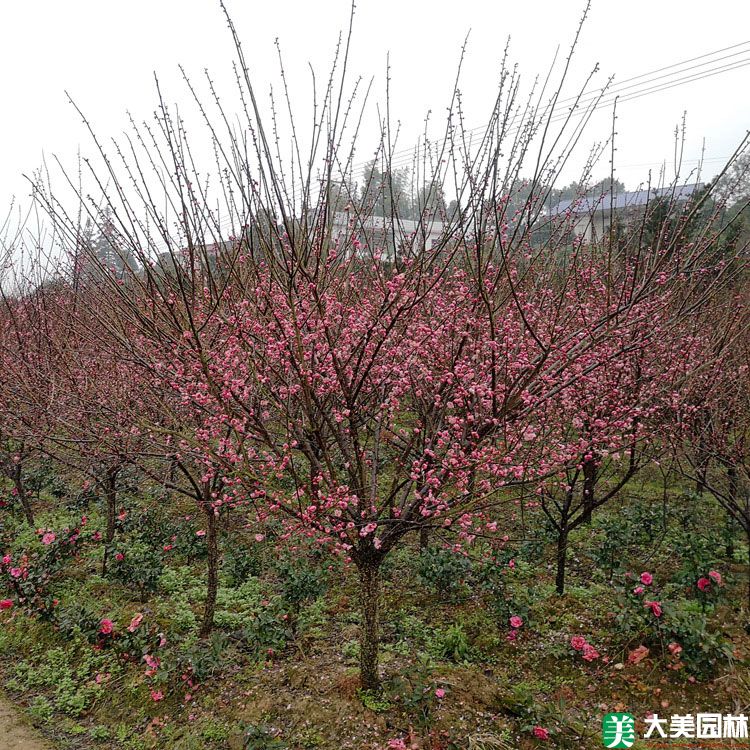乌梅花