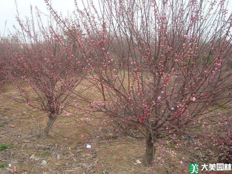 乌梅花
