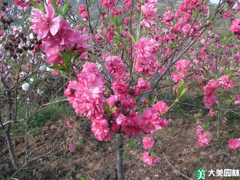 乌梅花
