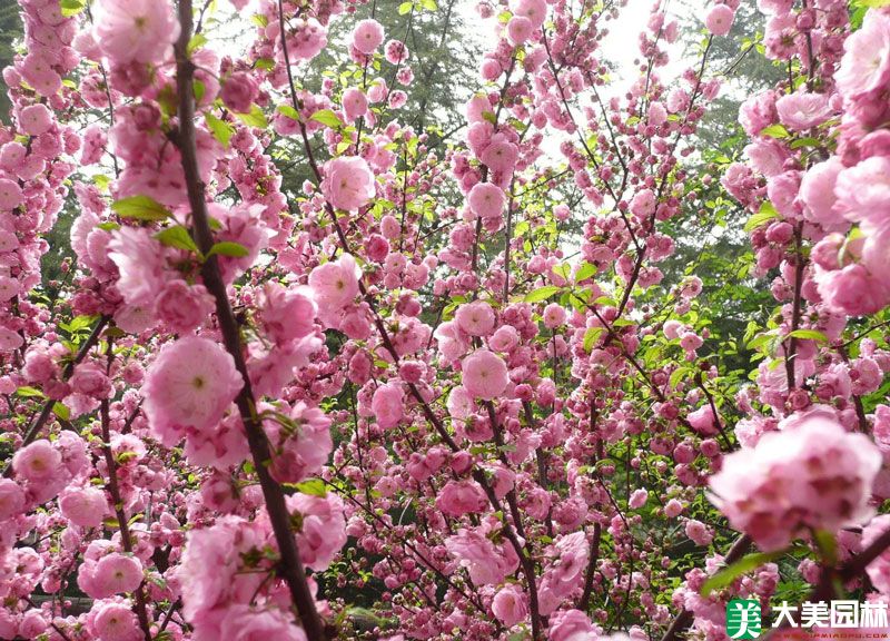 乌梅花