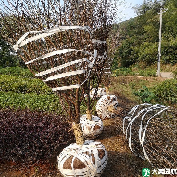乌梅花
