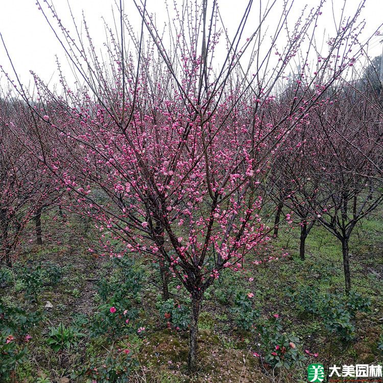 乌梅花