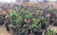 日本海棠价格，最新报价就看华南最大花木产区