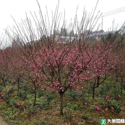 乌梅花