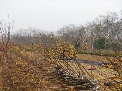 素心蜡梅