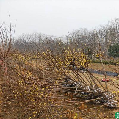 素心蜡梅