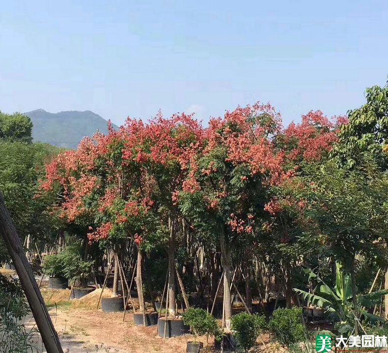 栾树