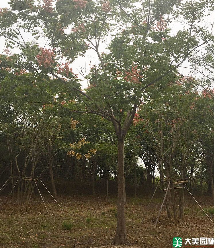 栾树