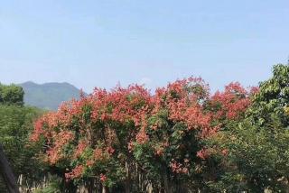 10公分栾树批发基地哪里有